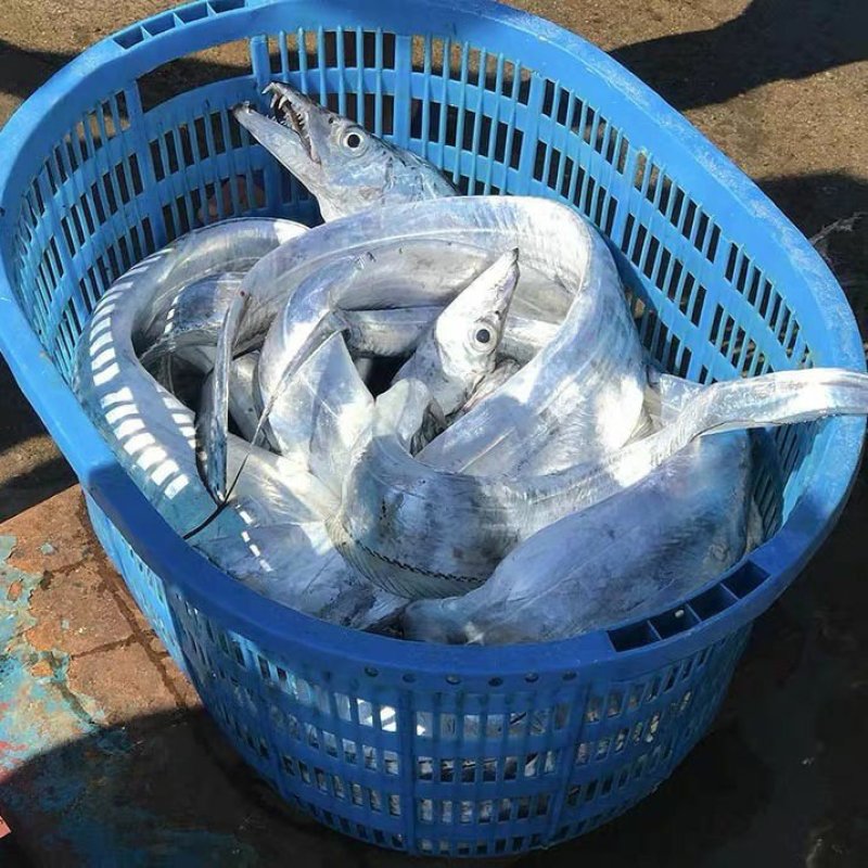 精品整条带鱼规格齐全大眼带鱼小眼带鱼