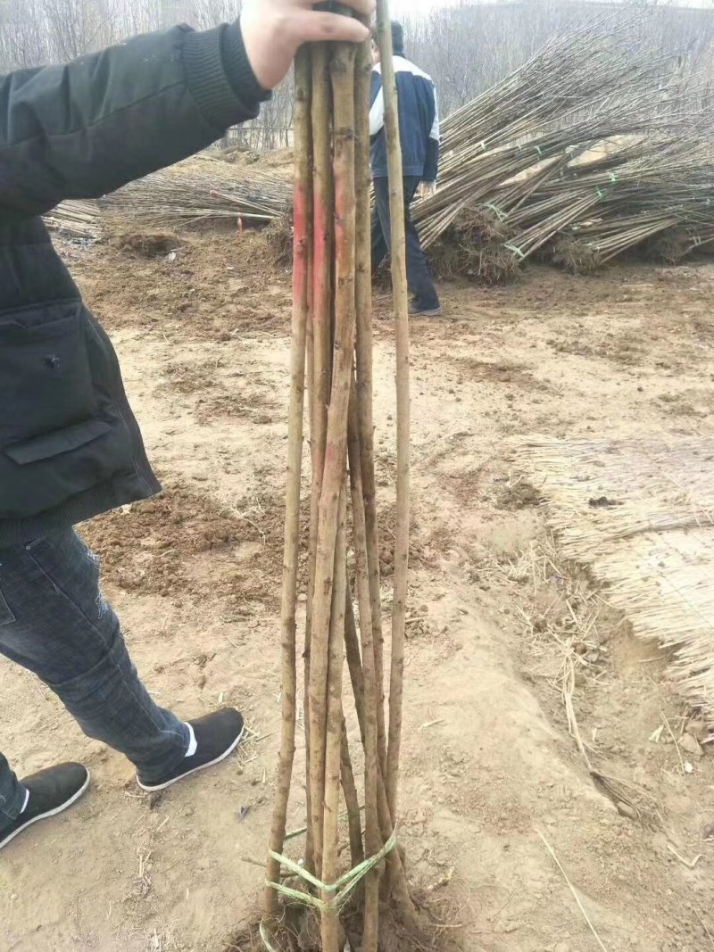 【包技术指导】2--9公分樱桃树，品种齐全，产量高，易存活