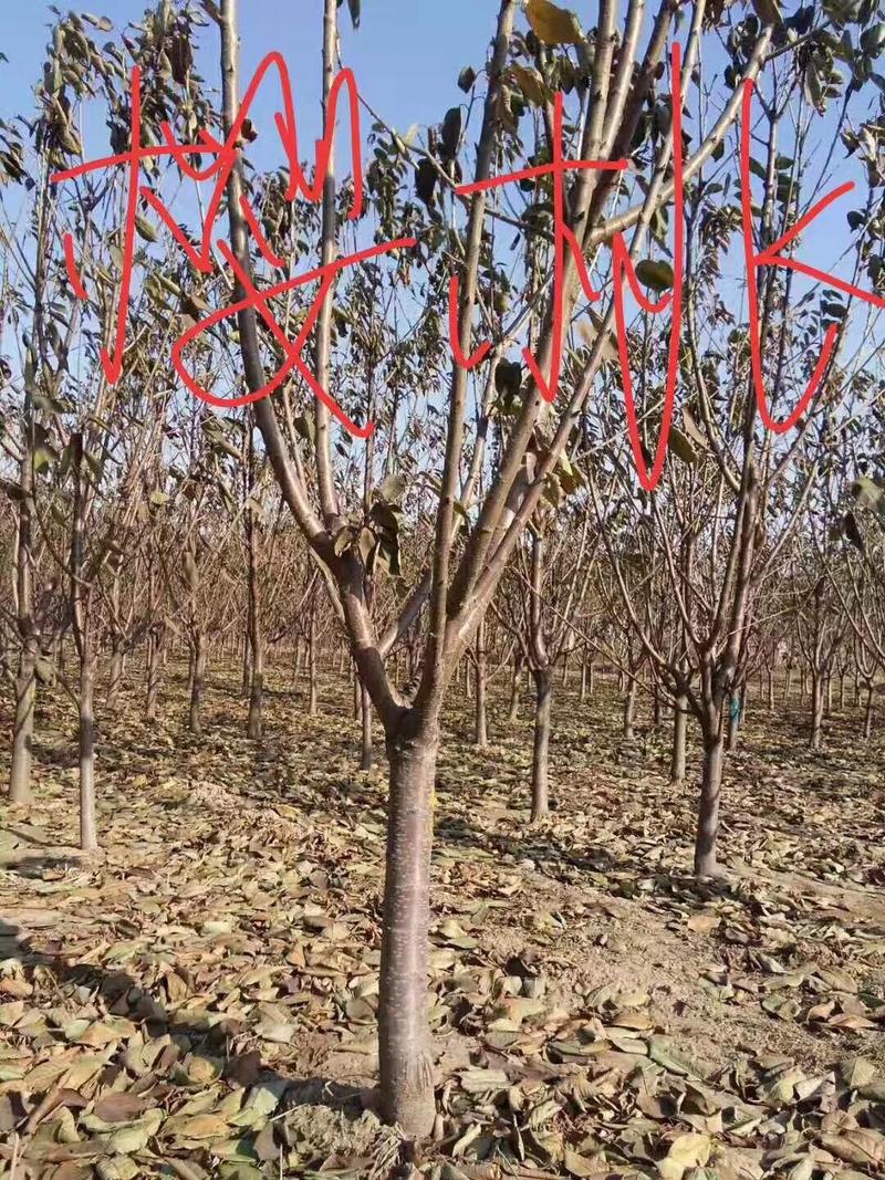 【包技术指导】2--9公分樱桃树，品种齐全，产量高，易存活