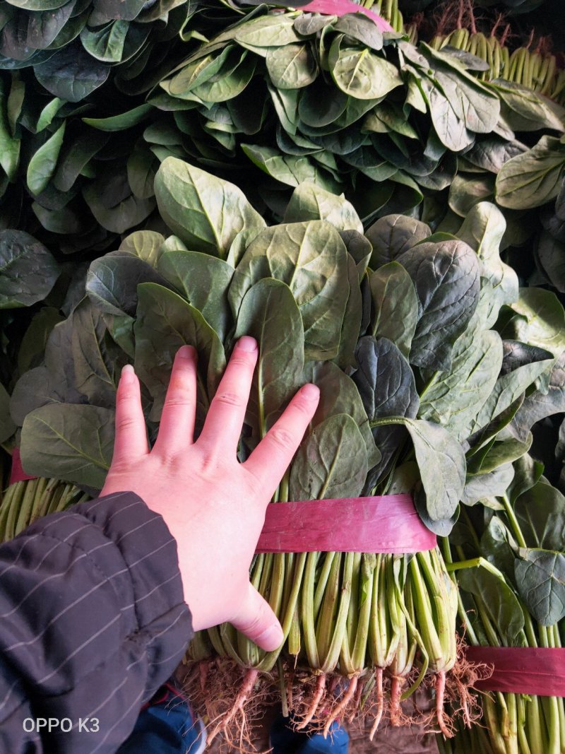 大叶菠菜产地直发全年供应商超优供品质