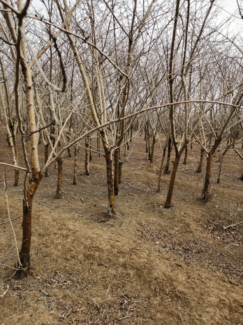 1.5-10cm山楂树，河北山楂苗，包存活技术指导，全国发货