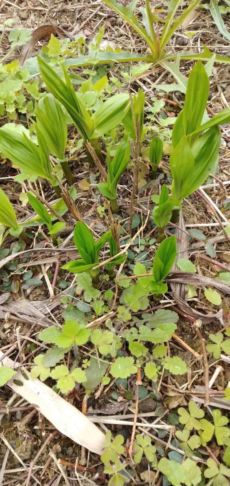 白芨苗