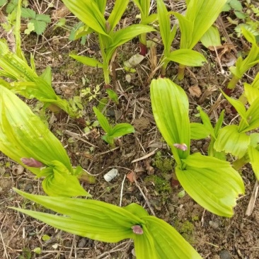 白芨苗