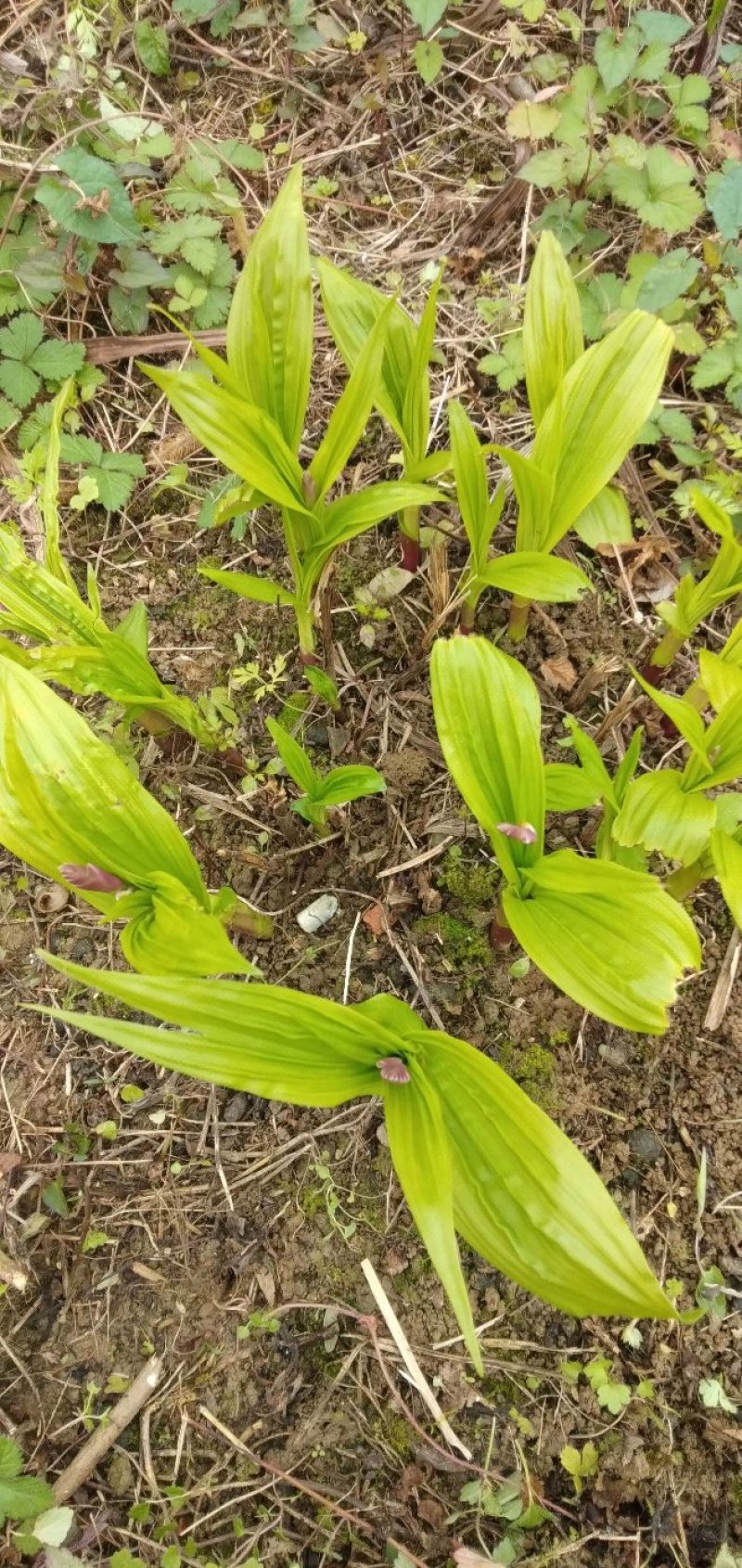 白芨苗