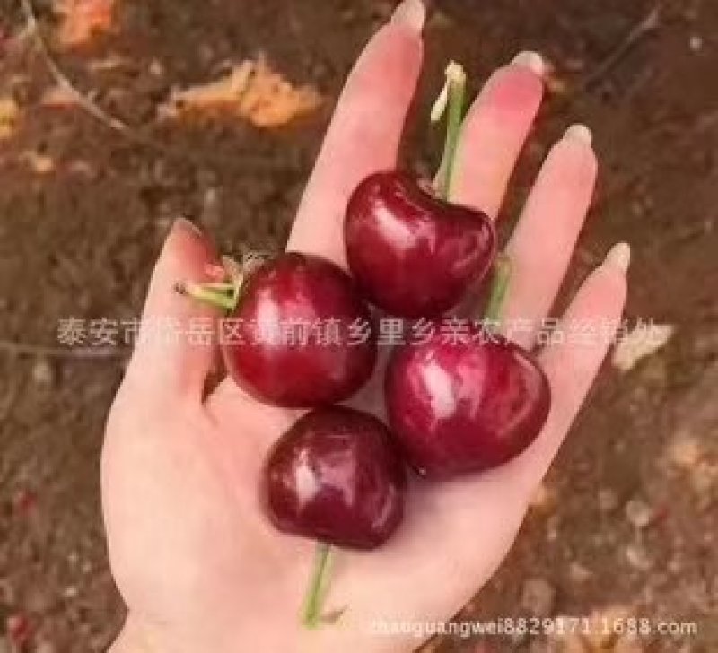 批发露天山东大樱桃，车厘子