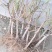 中华寿桃桃树盆景苗规格齐全60~70cm