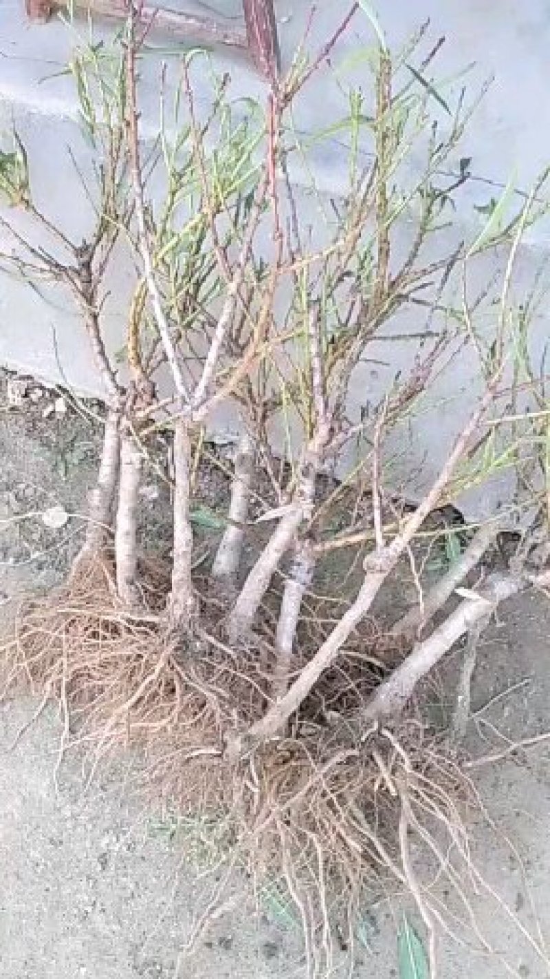 中华寿桃桃树盆景苗规格齐全60~70cm