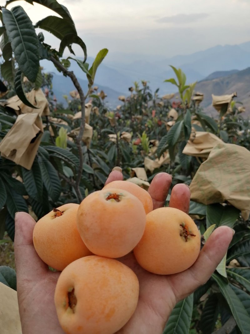 热带水果