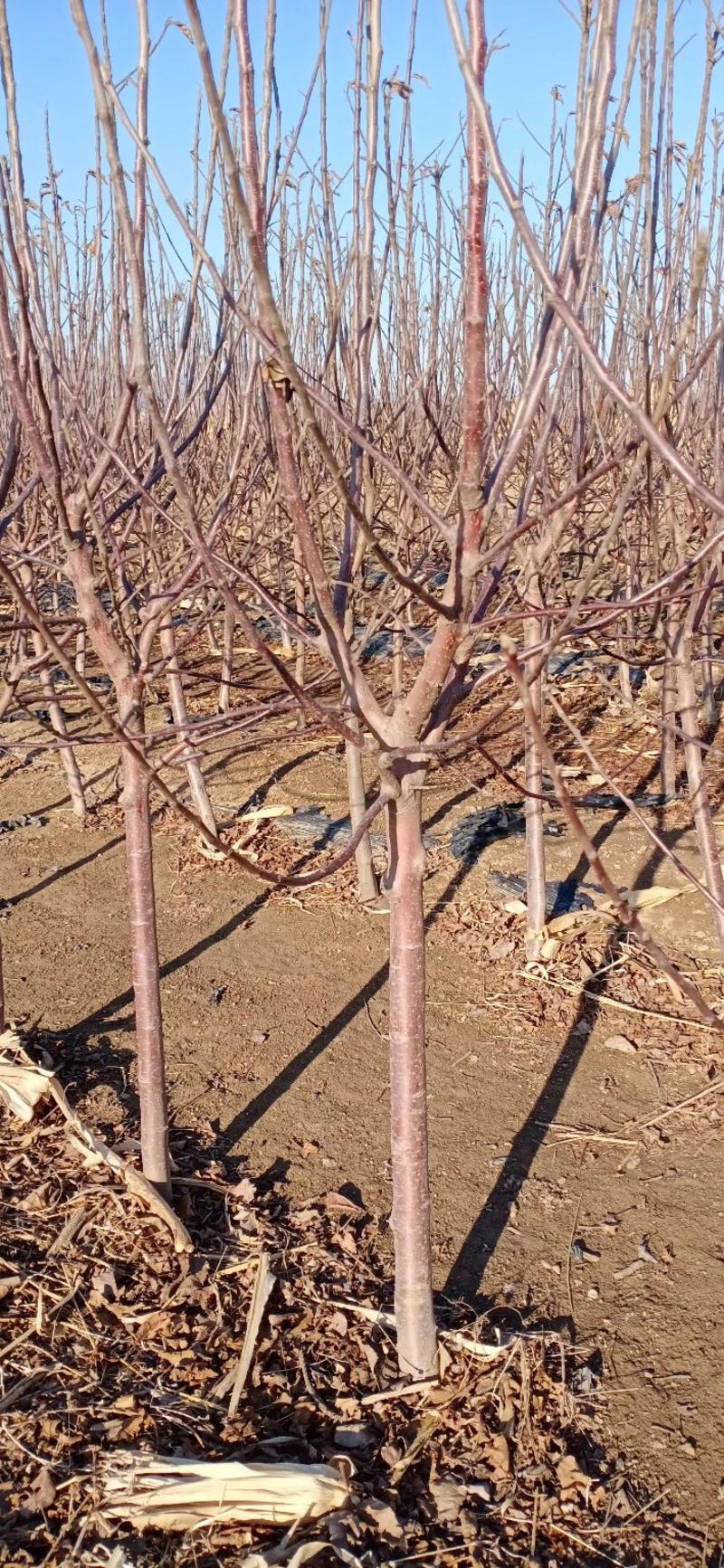 【现挖现发】2--6cm苹果树，品种齐全，存活率高，基地直发