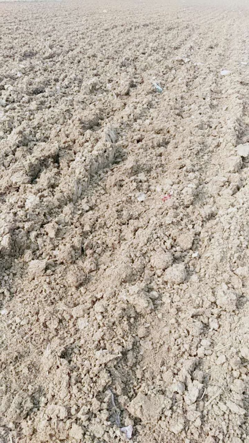 自然晒干纯牛粪有机肥无杂质效果好