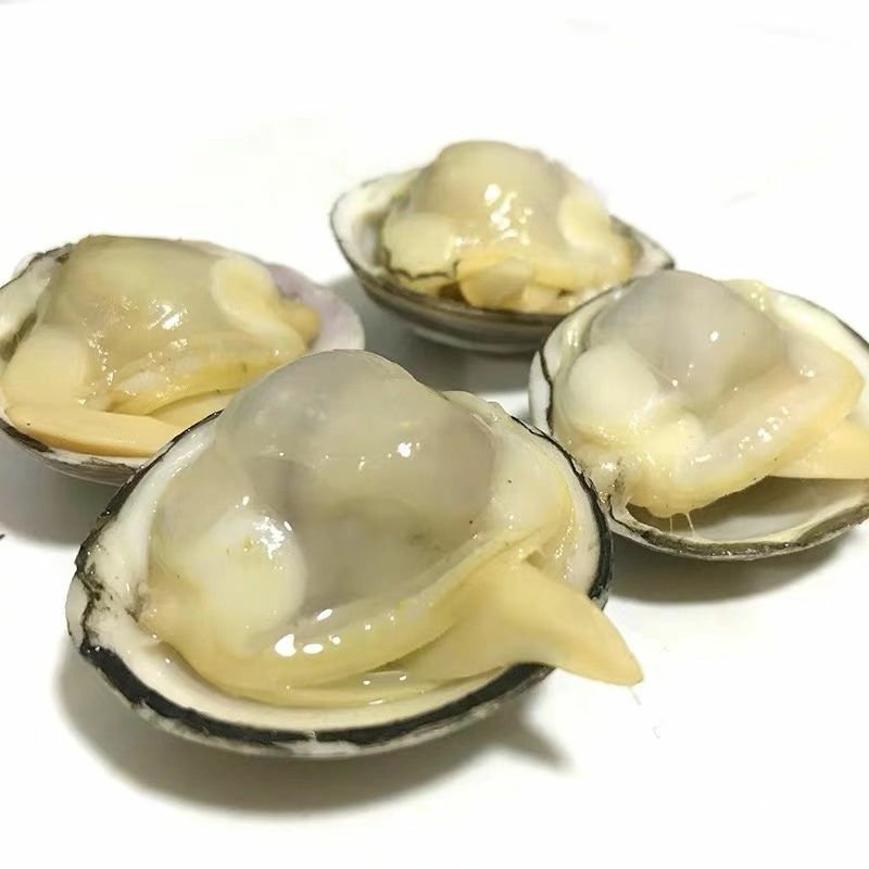 白蛤白蚬子大白蛤小白蛤