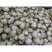 白蛤白蚬子大白蛤小白蛤