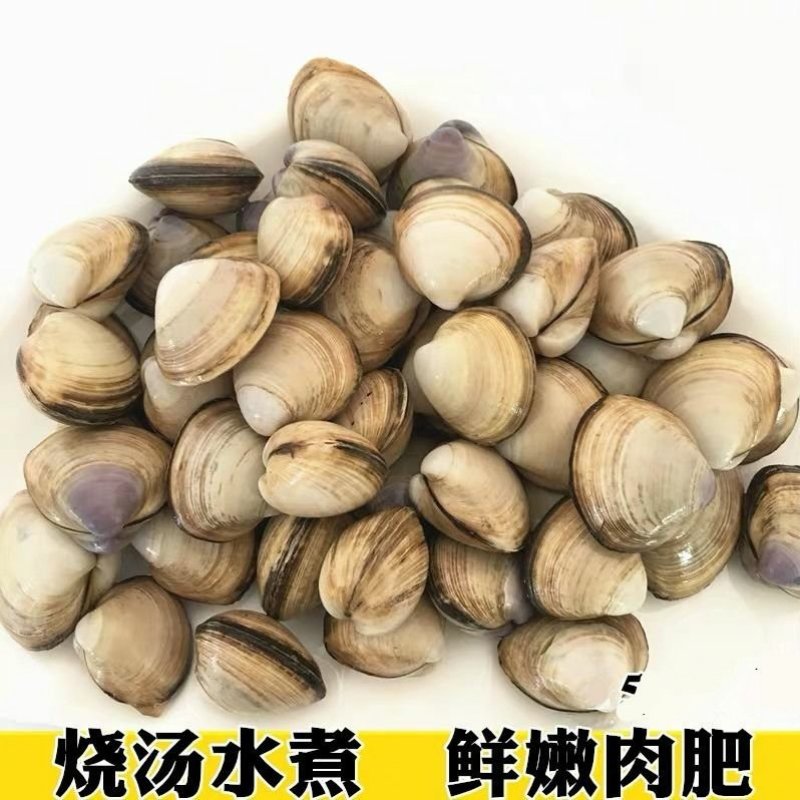 白蛤白蚬子大白蛤小白蛤