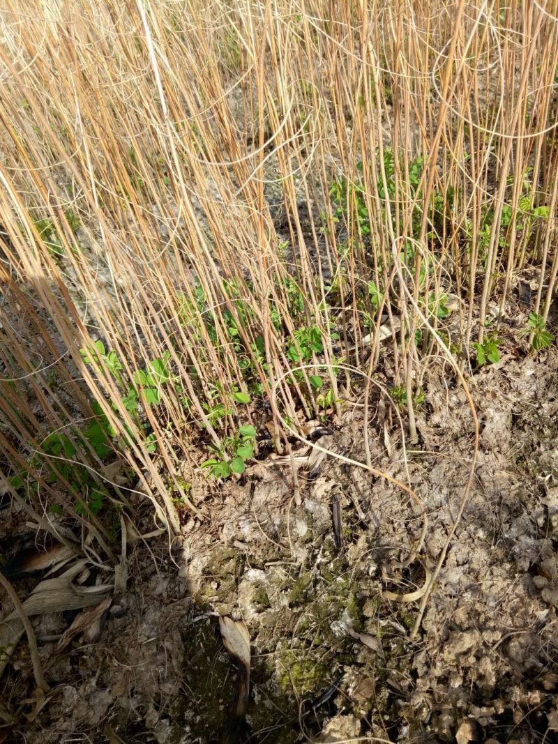 辽宁开原红花王子锦带小苗杯苗工程苗繁育基地