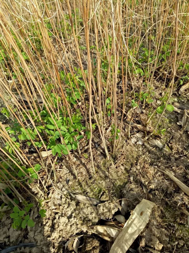 辽宁开原红花王子锦带小苗杯苗工程苗繁育基地
