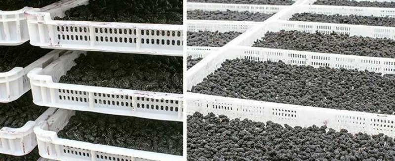 散装新货桑葚干个大肉厚无沙桑果干净无杂质量大优惠桑椹子