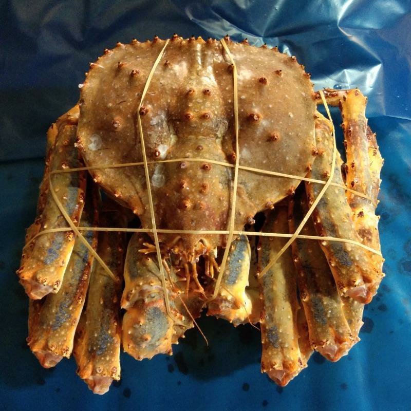 鲜活帝王蟹冷冻帝王蟹大小帝王蟹