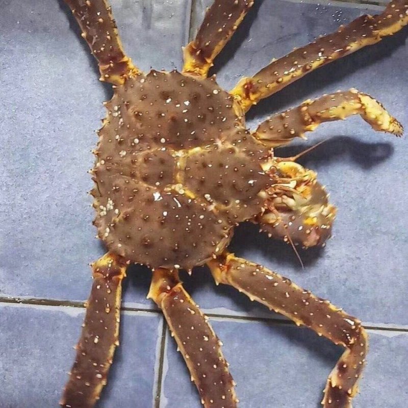鲜活帝王蟹冷冻帝王蟹大小帝王蟹