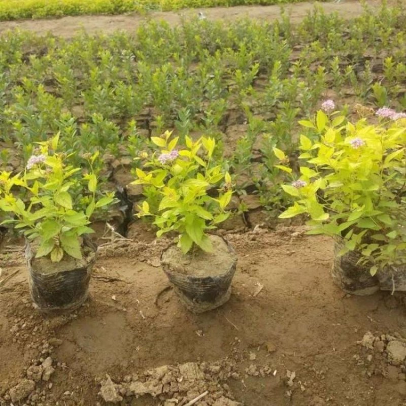 辽宁开原金山绣线菊小苗绣线菊杯苗工程苗繁育基地