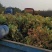 辽宁开原金山绣线菊小苗绣线菊杯苗工程苗繁育基地