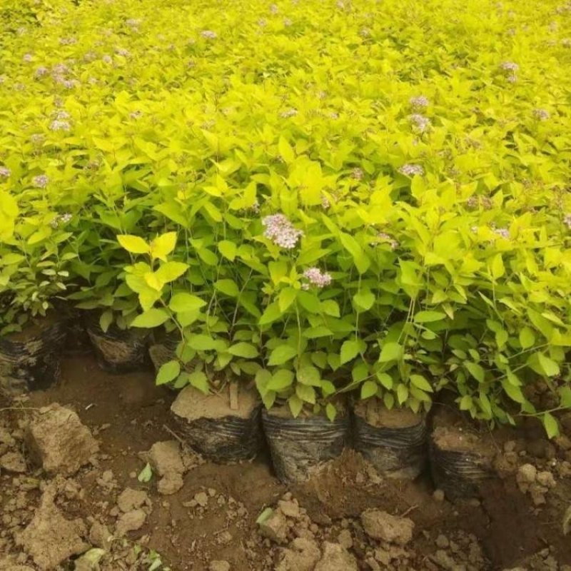 辽宁开原金山绣线菊小苗绣线菊杯苗工程苗繁育基地