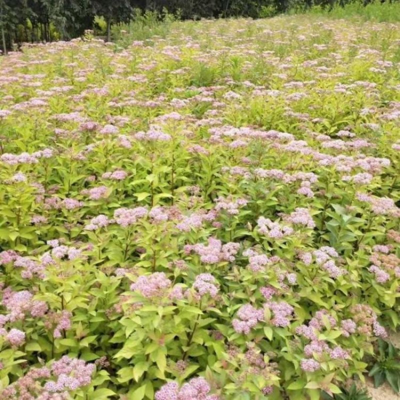 辽宁开原金山绣线菊小苗绣线菊杯苗工程苗繁育基地