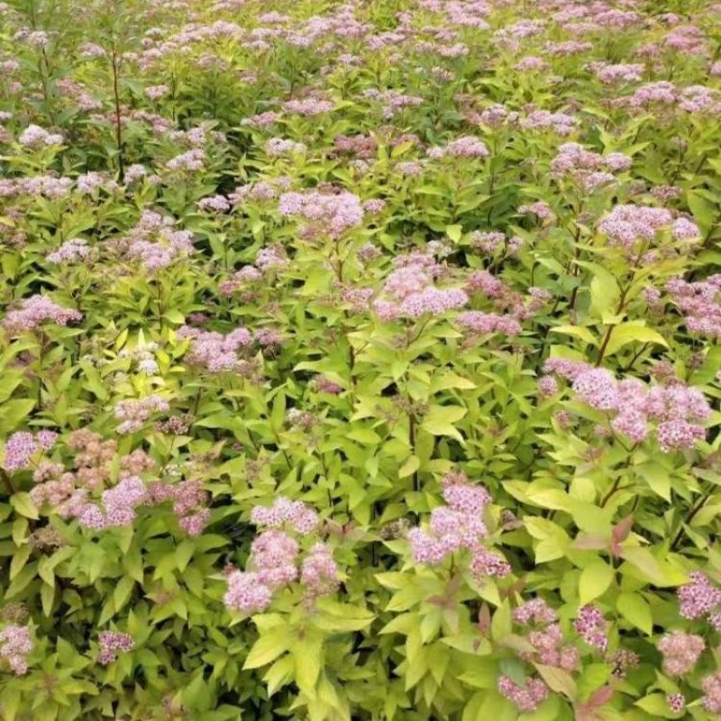 辽宁开原金山绣线菊小苗绣线菊杯苗工程苗繁育基地