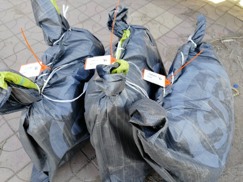 辽宁开原金山绣线菊小苗绣线菊杯苗工程苗繁育基地