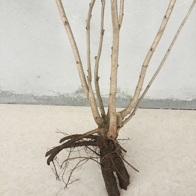 紫荆丛生苗紫荆庭院种植苗观叶观花植物苗量大从优