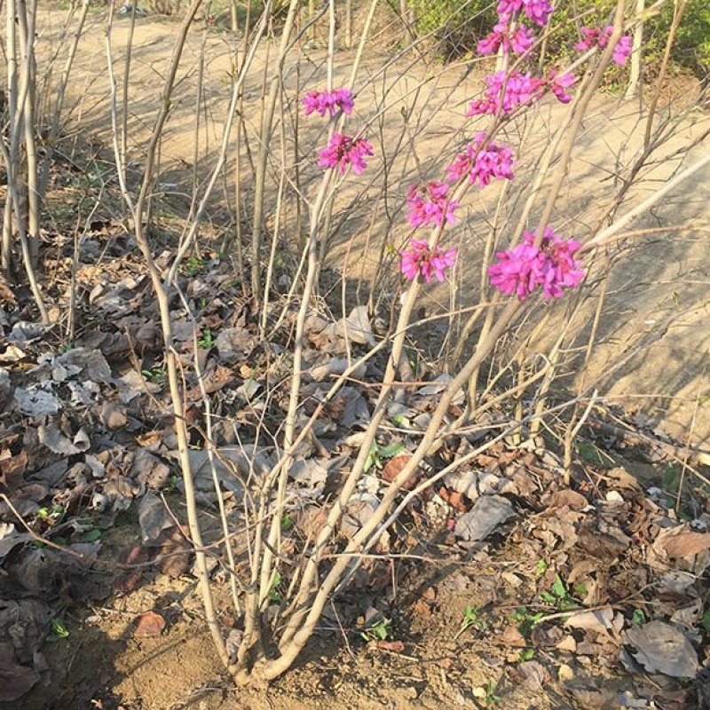紫荆丛生苗紫荆庭院种植苗观叶观花植物苗量大从优