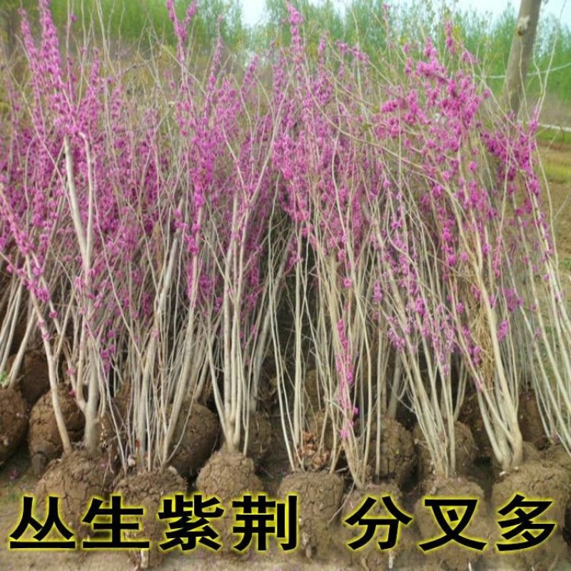 紫荆丛生苗紫荆庭院种植苗观叶观花植物苗量大从优