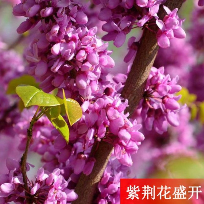 紫荆丛生苗紫荆庭院种植苗观叶观花植物苗量大从优