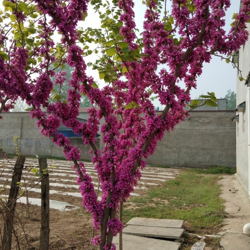 紫荆丛生苗紫荆庭院种植苗观叶观花植物苗量大从优