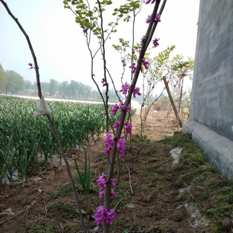 紫荆丛生苗紫荆庭院种植苗观叶观花植物苗量大从优