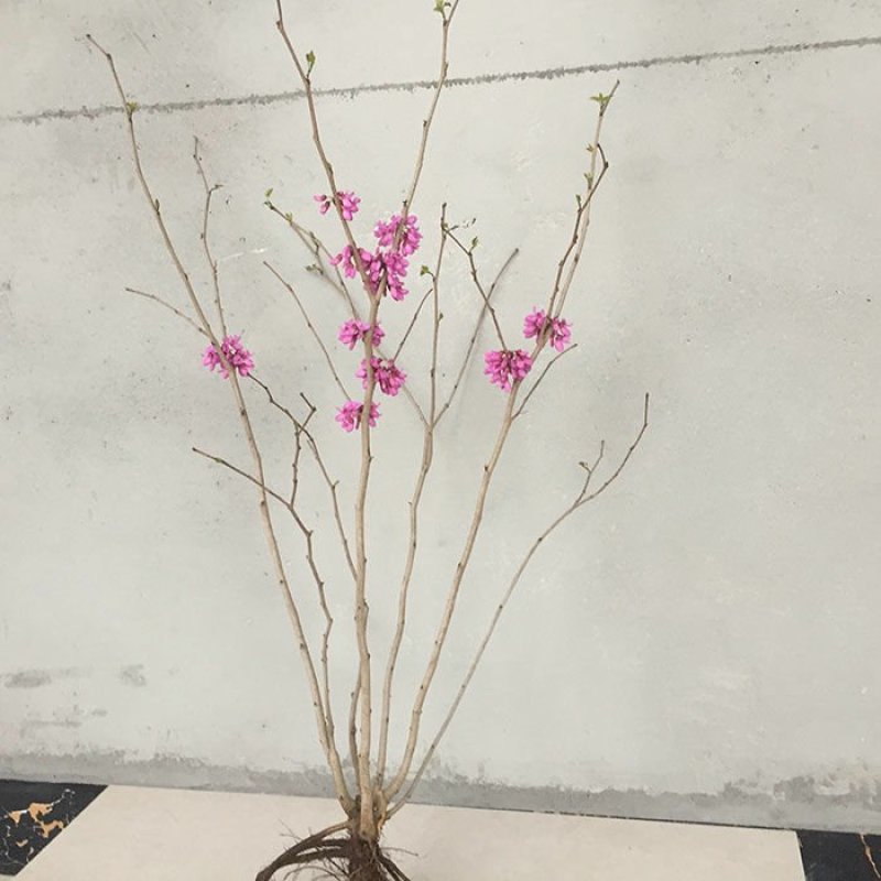 紫荆丛生苗紫荆庭院种植苗观叶观花植物苗量大从优