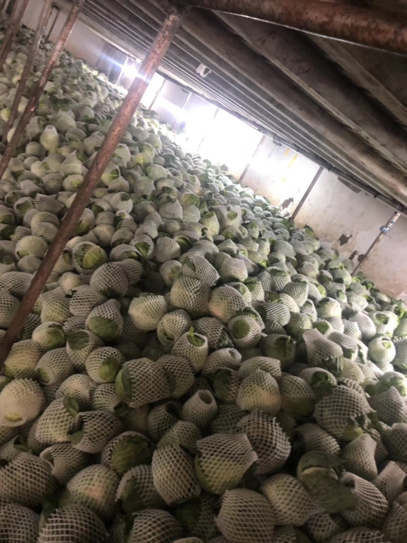 云南省泸西县常年供应甘兰基地直供一手货源无中间环节
