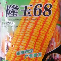 隆玉68玉米种，矮杆大棒轴细粒深产量高。
