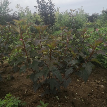 紫叶枫箱果苗小苗15-30公分，风箱果工程苗保证质量