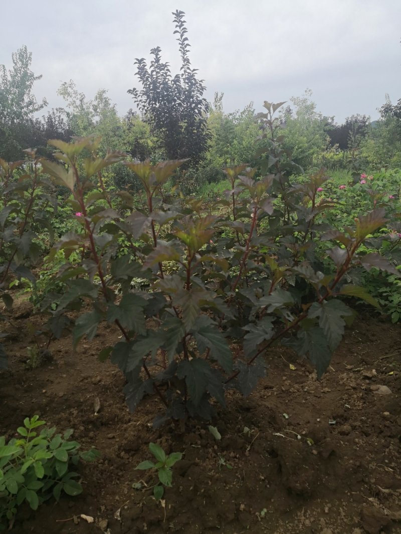 紫叶枫箱果苗小苗15-30公分，风箱果工程苗保证质量