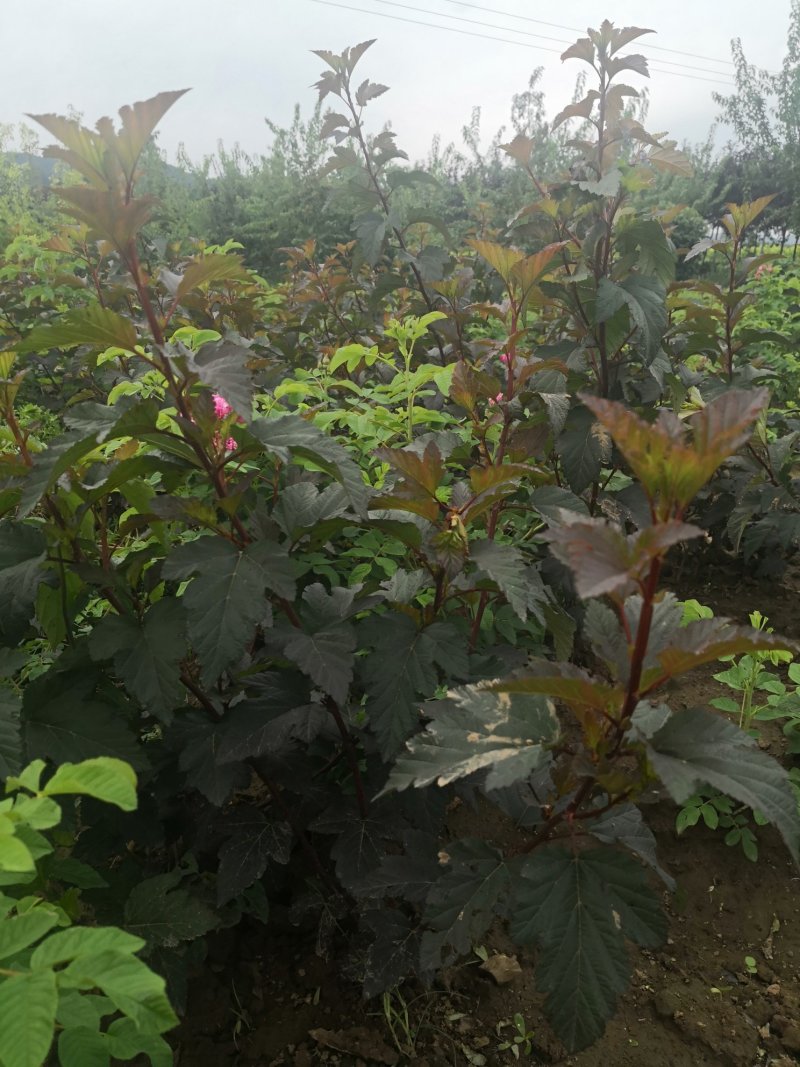 紫叶枫箱果苗小苗15-30公分，风箱果工程苗保证质量