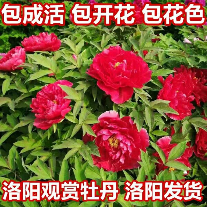 牡丹花苗（红，粉，黄，白，紫，蓝，绿）盆栽地栽南北适种