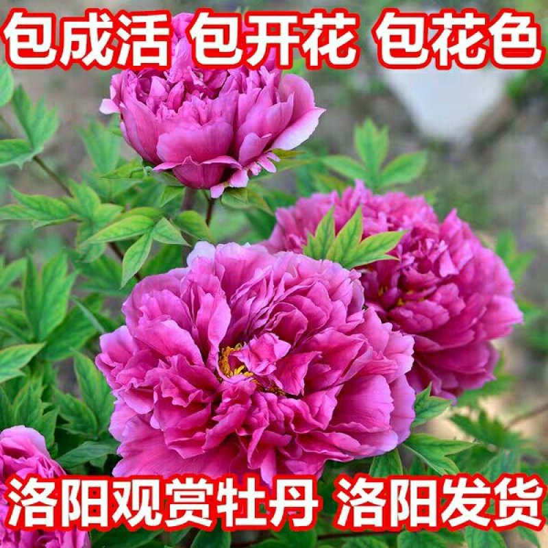 牡丹花苗（红，粉，黄，白，紫，蓝，绿）盆栽地栽南北适种