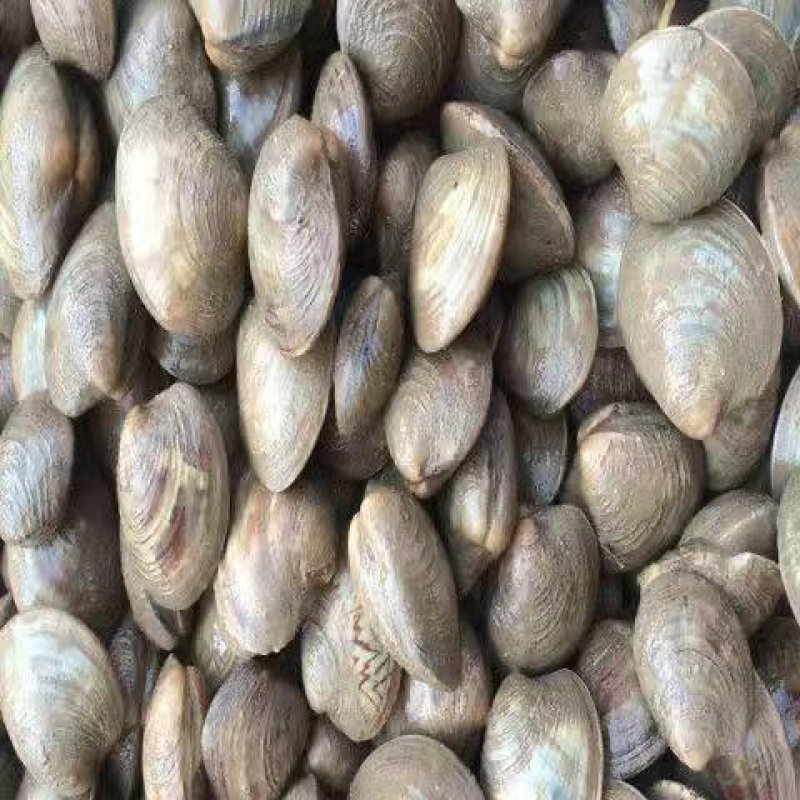 新鲜鲜活美贝新鲜贝类四不像牛眼贝