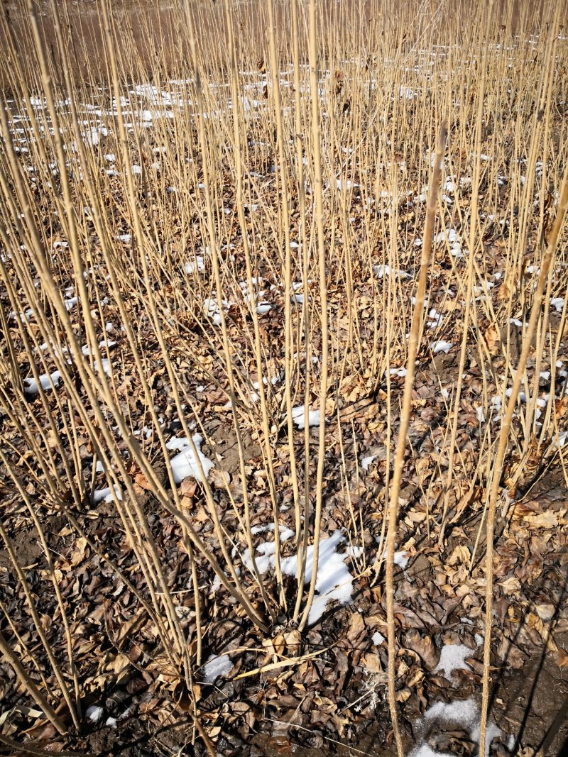 三角枫茶条槭播种苗大量供应价格合理欢迎订购质量保证