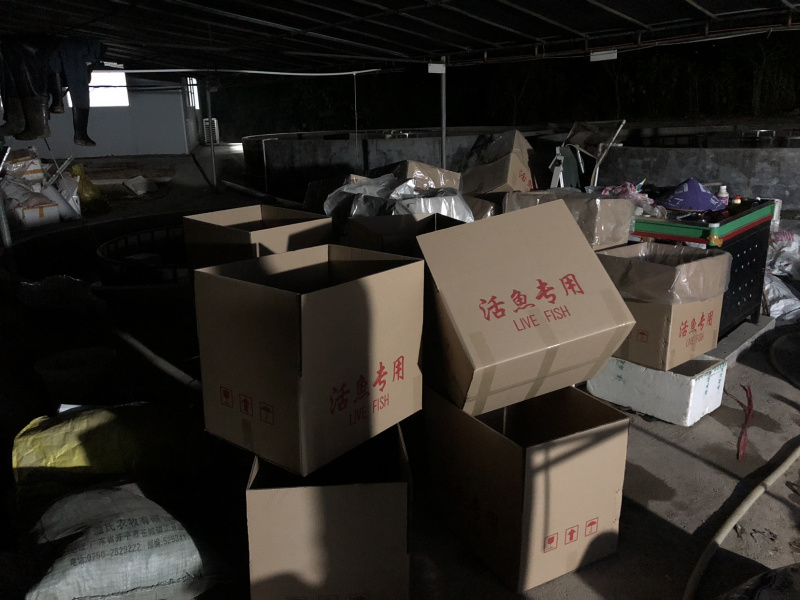 草鱼鲩鱼苗大规格供应活跃健康