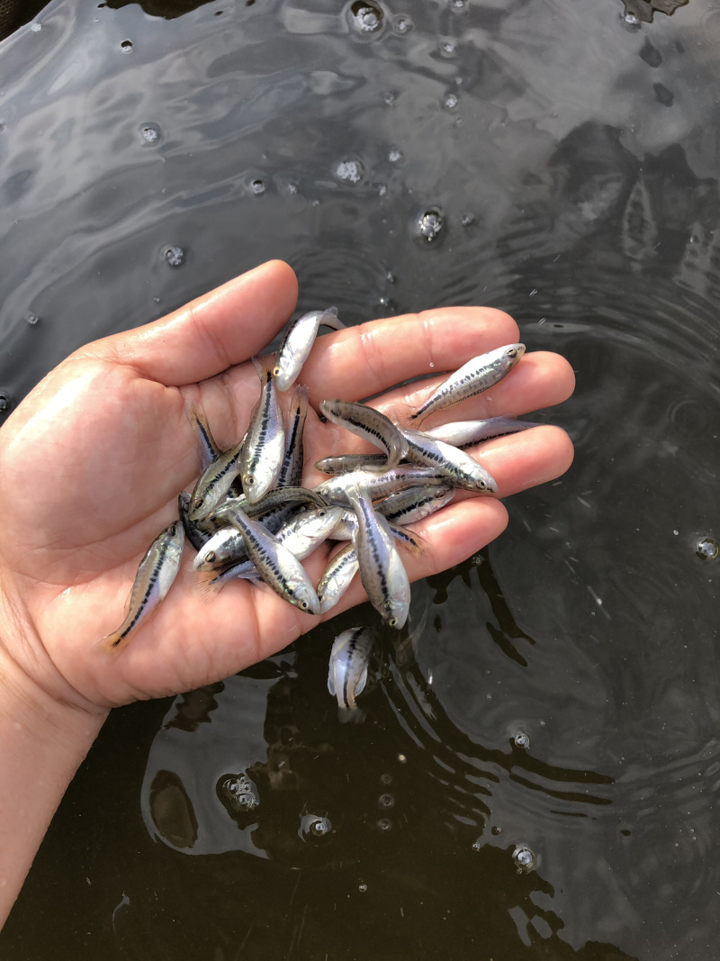 加洲鲈鱼苗淡水大嘿鲈批发驯化吃料货源充足