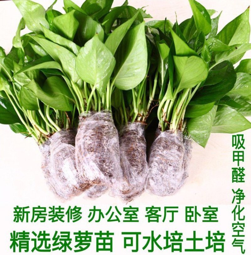 绿萝水培土培散苗居家办公室内绿箩植物装饰摆件盆栽吊兰