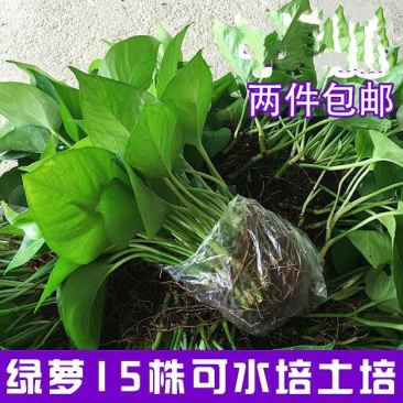 绿萝水培土培散苗居家办公室内绿箩植物装饰摆件盆栽吊兰