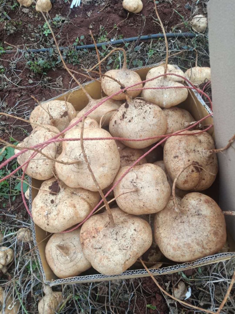 豆薯