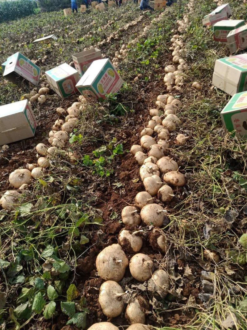豆薯